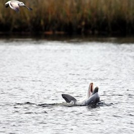 a bird flying over a body of water