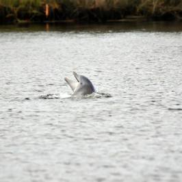 a dog swimming in a body of water
