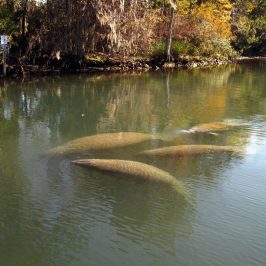 a pond next to a body of water