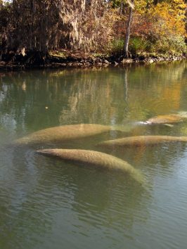a pond next to a body of water