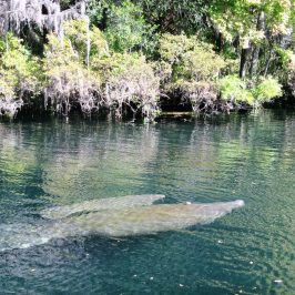 Manatee and her calf in Crystal River