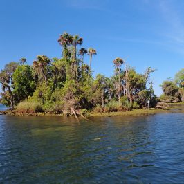 a large body of water surrounded by trees