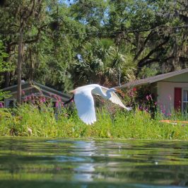 a bird standing in front of a lake