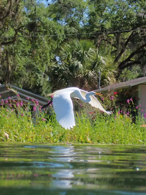 a bird standing in front of a lake