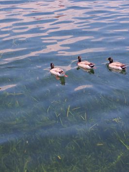 a flock of seagulls are swimming in a body of water