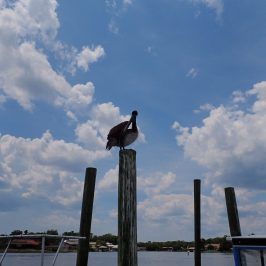 a group of clouds in the sky