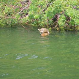 water next to a tree