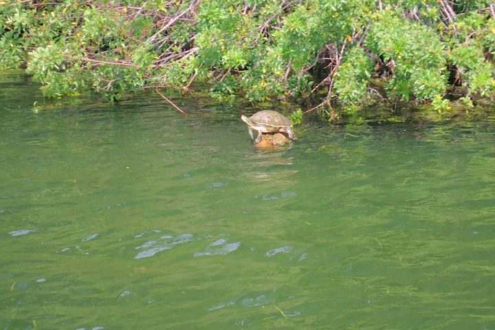 water next to a tree