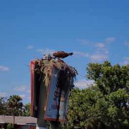 a person standing next to a tree
