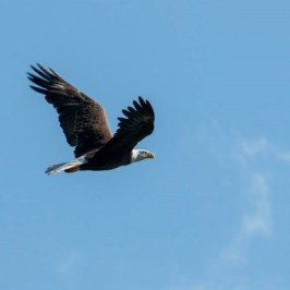 a bird flying in the air