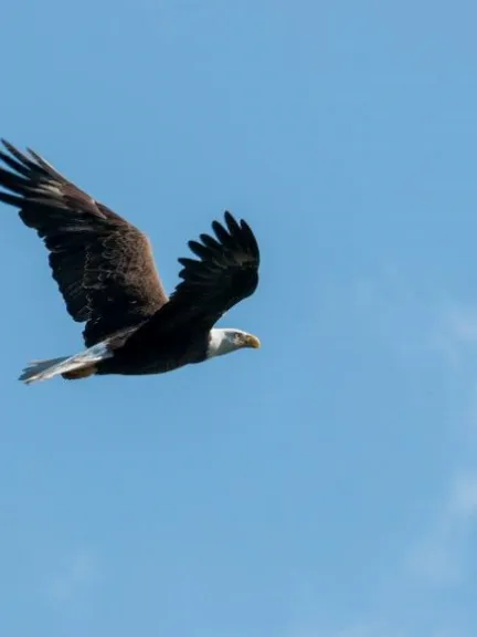 a bird flying in the air