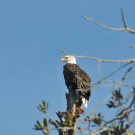 a bird perched on a tree branch