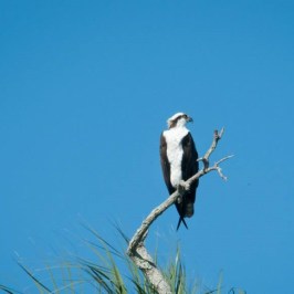 a bird perched on a tree branch