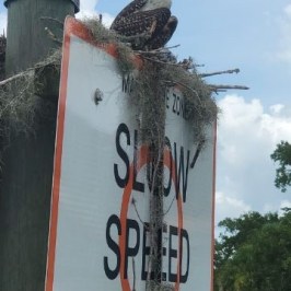 a bird sitting on top of a building