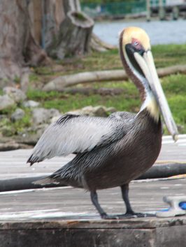 a bird standing on top of a wooden fence
