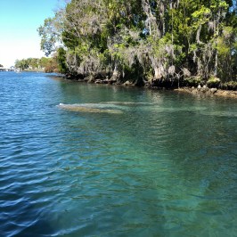 a tree next to a body of water