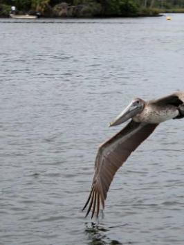 a bird flying over a body of water