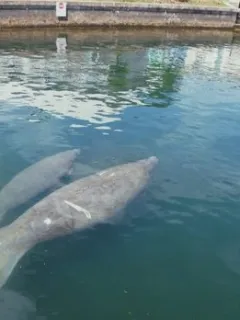a fish swimming under water