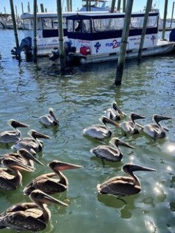 a flock of seagulls standing next to a body of water