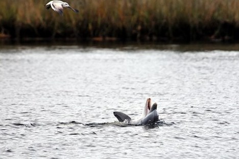 a bird flying over a body of water