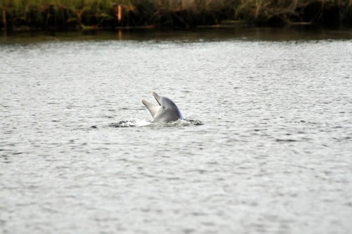 a dog swimming in a body of water