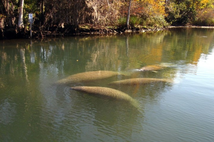 a close up of a pond