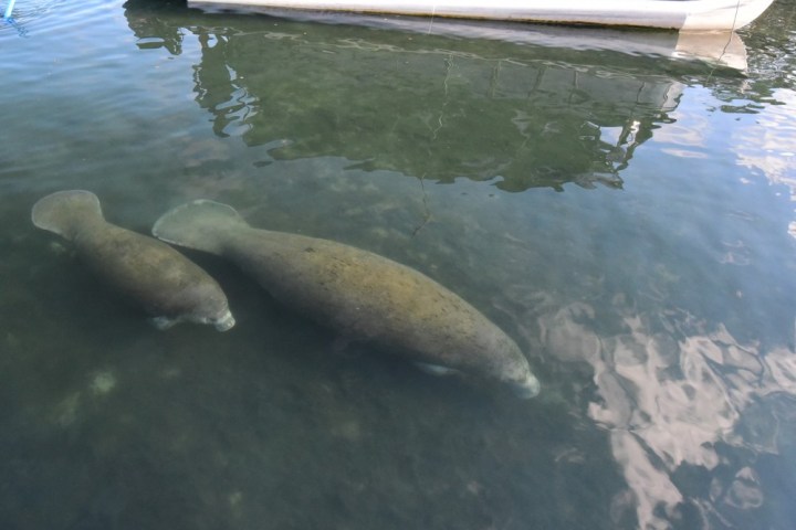 a bird swimming in water