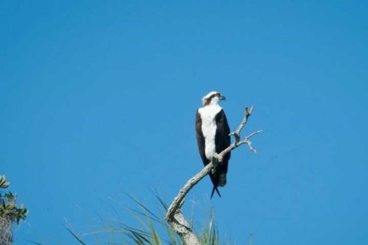 a hawk perched on a tree branch